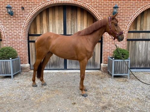 Beloftevol jong springpaard, Dieren en Toebehoren, Paarden, Ruin, B, 160 tot 165 cm, 3 tot 6 jaar, Springpaard, Met stamboom, Gechipt