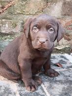 Mooie labrador pups, België, CDV (hondenziekte), 8 tot 15 weken, Meerdere