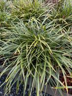 Wintergroen siergras 39 stuks - niet gratis, Enlèvement