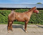 2,5 jarige Am.Appaloosa merrie., Dieren en Toebehoren, Merrie, M