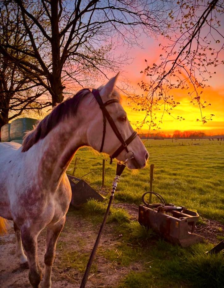 Te koop: veelzijdig Karakachan paard (7 jaar, 1m60), Dieren en Toebehoren, Paarden, Ruin, Zadelmak, 7 tot 10 jaar, Recreatiepaard