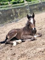 Jaarling 2024 en (drachtige) fokmerrie te koop, Dieren en Toebehoren, Paarden, Merrie, Springpaard, Gechipt, Niet van toepassing