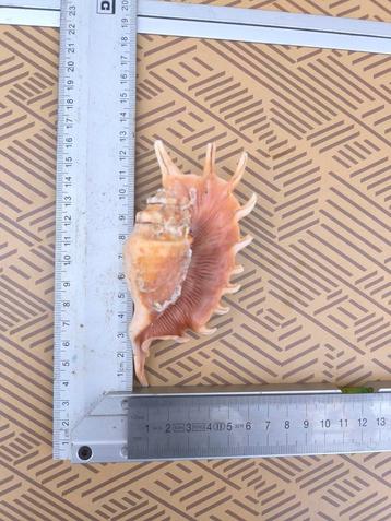 Decoratie schelp, Ophalen