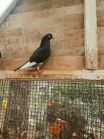 Mooie en gezonde duiven koppel of aparte, Dieren en Toebehoren