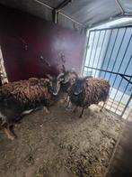 Soay schapen, Dieren en Toebehoren, Vrouwelijk, Schaap, 0 tot 2 jaar