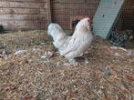 Ukkelse baardkriel, Dieren en Toebehoren