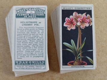 Flower Culture in Pots complete set 50 chromos bloemen 1925 beschikbaar voor biedingen