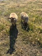 Dieren, Dieren en Toebehoren, Mannelijk, Schaap, 0 tot 2 jaar