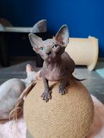Sphynx kittens, Dieren en Toebehoren, Katten en Kittens | Raskatten | Korthaar, Meerdere dieren, Gechipt, 0 tot 2 jaar