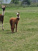 Alpaca veulens, Dieren en Toebehoren