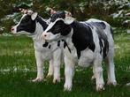 Ensemble de 2 vaches - Polystone - Détaillé - Statues d'anim, Enlèvement ou Envoi, Neuf