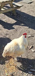 Grand coq blanc, Ophalen