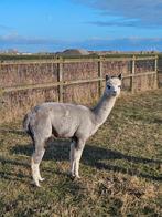 Zeer mooie lichtgrijze / bonte alpaca (hengst) van 2 jaar, Dieren en Toebehoren, Overige Dieren, Oktober