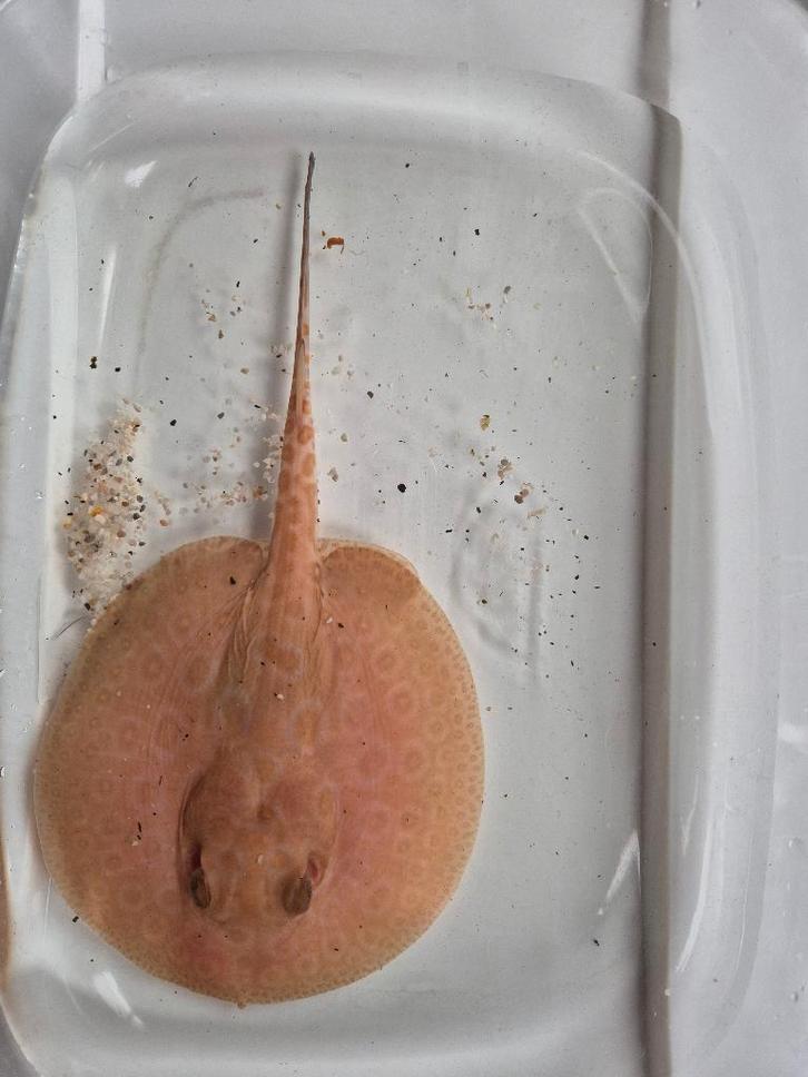 Potamotrygonstraal, Dieren en Toebehoren, Vissen | Aquariumvissen, Zoetwatervis, Vis