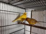Koppel kanaries, Dieren en Toebehoren, Meerdere dieren