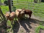 ram lammeren en ooilammeren - ras Ardense Voskop, Dieren en Toebehoren, Meerdere dieren, Schaap