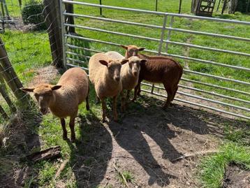 ram lammeren en ooilammeren - ras Ardense Voskop, Meerdere dieren, Schaap