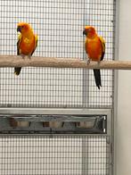 Koppel zonparkieten 2019 geringd en gesekst, Dieren en Toebehoren, Vogels | Parkieten en Papegaaien, Geringd