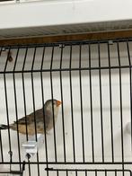 Zwartborst grijze zebravink pop split oranjeborst, Dieren en Toebehoren, Vrouwelijk, Tropenvogel, Geringd