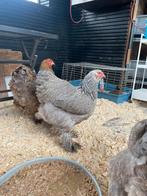 Brahma hennen blauwzilverpatrijs showkwaliteit, Dieren en Toebehoren, Pluimvee, Vrouwelijk, Kip