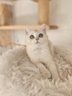 Britse korthaar met stamboom, Poes, Gechipt, 0 tot 2 jaar