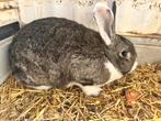 konijn, Dieren en Toebehoren, Konijnen, Mannelijk, Middelgroot, 0 tot 2 jaar