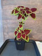 Coleus kong nr 21, Ophalen