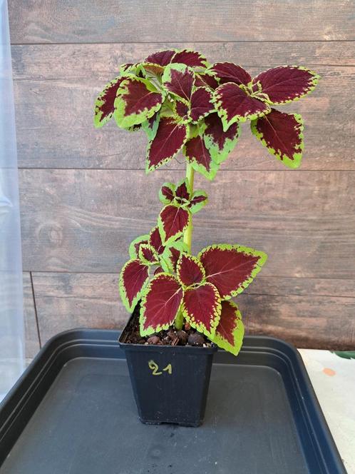 Coleus kong nr 21, Huis en Inrichting, Kamerplanten, Ophalen