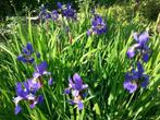 Iris bleu ou iris de Sibérie, Jardin & Terrasse, Plantes | Jardin, Enlèvement