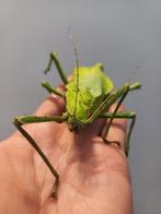 Gratis eitjes Heteropteryx dilatata, Animaux & Accessoires, Insectes & Araignées, Phasme