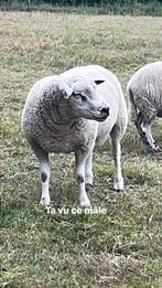 Belier, Dieren en Toebehoren, Mannelijk, Schaap, 0 tot 2 jaar