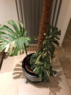 Monstera thai constellation, 6 bladeren, Huis en Inrichting, Kamerplanten, Ophalen