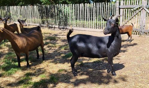 jong zwart mieke - dwerggeitje - stamboek, Dieren en Toebehoren, Schapen, Geiten en Varkens, Geit, Vrouwelijk, 0 tot 2 jaar