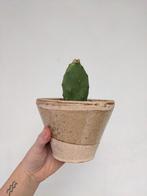cactus in rustieke bloempot, Ophalen, Cactus, In pot, Minder dan 100 cm