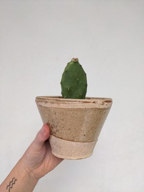 cactus in rustieke bloempot, Huis en Inrichting, Kamerplanten, Cactus, Minder dan 100 cm, In pot, Ophalen