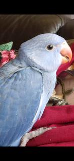 Tamme halsband, Dieren en Toebehoren, Vogels | Parkieten en Papegaaien, Geslacht onbekend