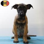 Mechelse Herder - Alerte en loyale pups (Belgisch), Dieren en Toebehoren, Honden | Herdershonden en Veedrijvers, België, Handelaar