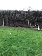 Engelse vechthaan, Dieren en Toebehoren, Vogels | Overige Vogels, Mannelijk, Tam