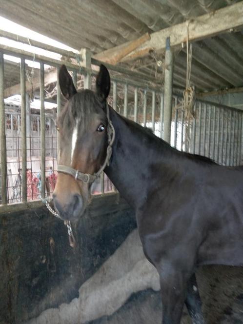 PAARD Zeer chique  merrie 3 jaar worden ,top , is ZADELMAK, Dieren en Toebehoren, Pony's, Merrie, M