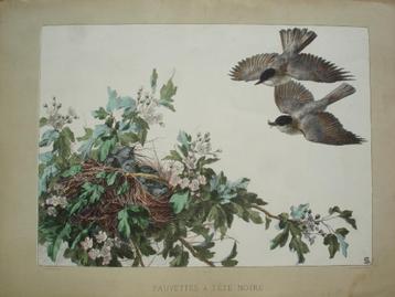 ca1880 Becquet SCHULLER grote litho A. Calavas vogels mussen beschikbaar voor biedingen