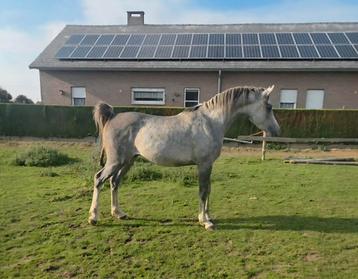 Poulain  2 ans et demi beschikbaar voor biedingen