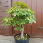 Bonsai Acer Palmatum 20j. Nr.29, Tuin en Terras, Planten | Bomen, Ophalen