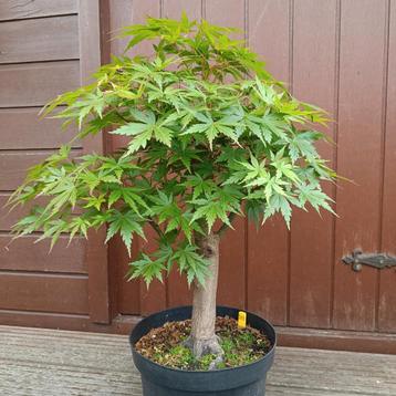Bonsai Acer Palmatum 20j. Nr.29 beschikbaar voor biedingen