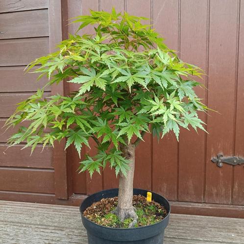 Bonsai Acer Palmatum 20j. Nr.29, Tuin en Terras, Planten | Bomen, Ophalen
