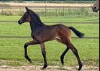 Dressuur Hengstenveulen Florestan I X Apache - 12/05/2025, Dieren en Toebehoren, Pony's