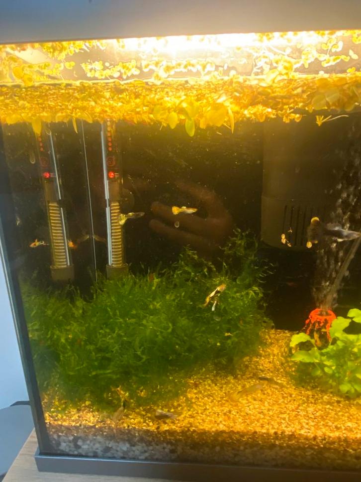 Mâles et femelles de Guppy - élevage propre - en bonne santé, Animaux & Accessoires, Poissons | Aquariums & Accessoires, Neuf