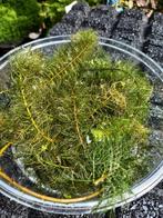 Zuurstofplanten voor vijver ofin mooi pot, Ophalen, Zo goed als nieuw