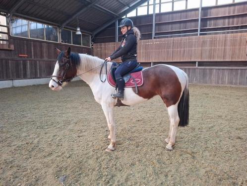 Leuke merie, Dieren en Toebehoren, Paarden, Zadelmak