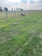 Blauwe. Texelaar, Dieren en Toebehoren, Mannelijk, Schaap, 0 tot 2 jaar