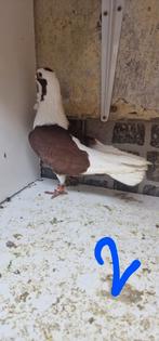 pigeon, Dieren en Toebehoren